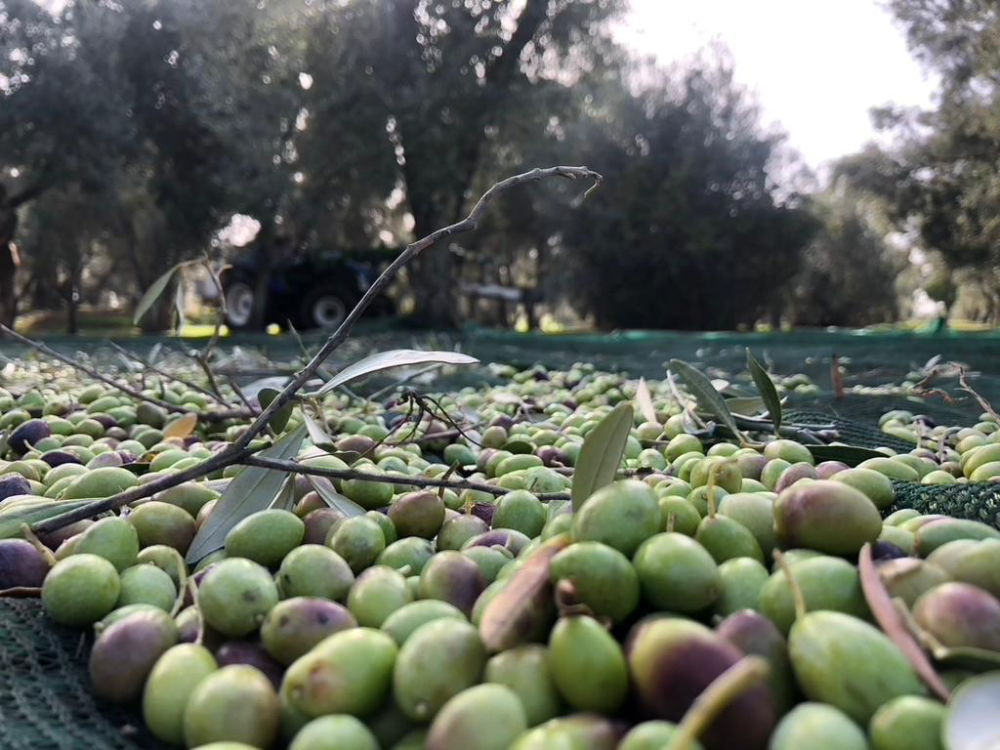 Foto 8 di Oleificio Perrone