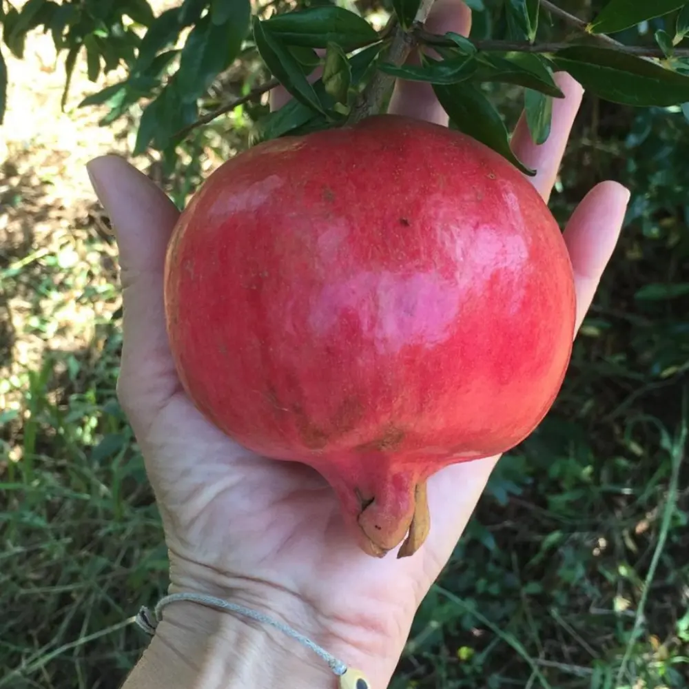 Foto 6 di Le Terre di Zoe