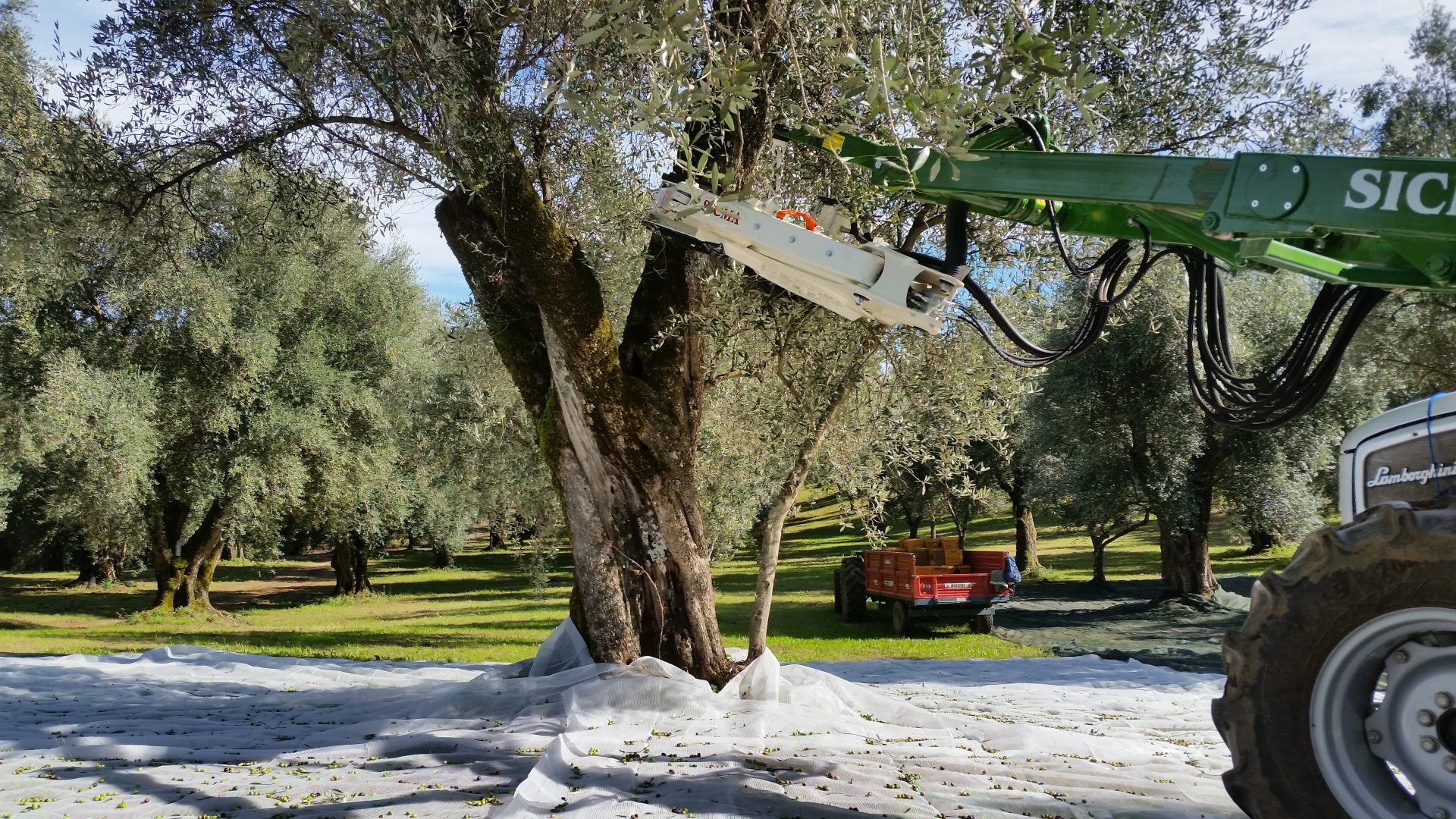 Foto 12 di Azienda Agricola Francesca De Leo Alberti