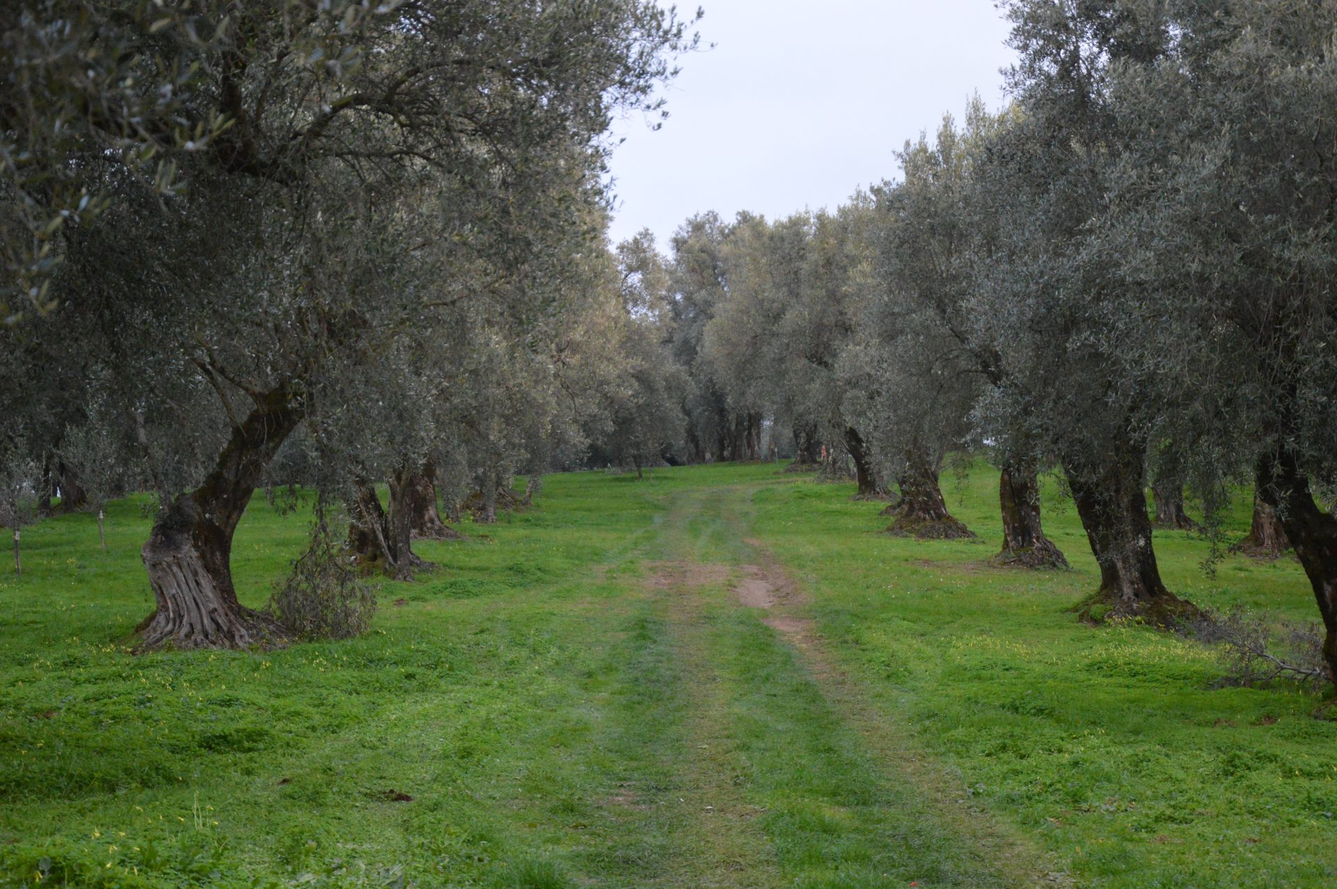 Foto 5 di Azienda Agricola Francesca De Leo Alberti