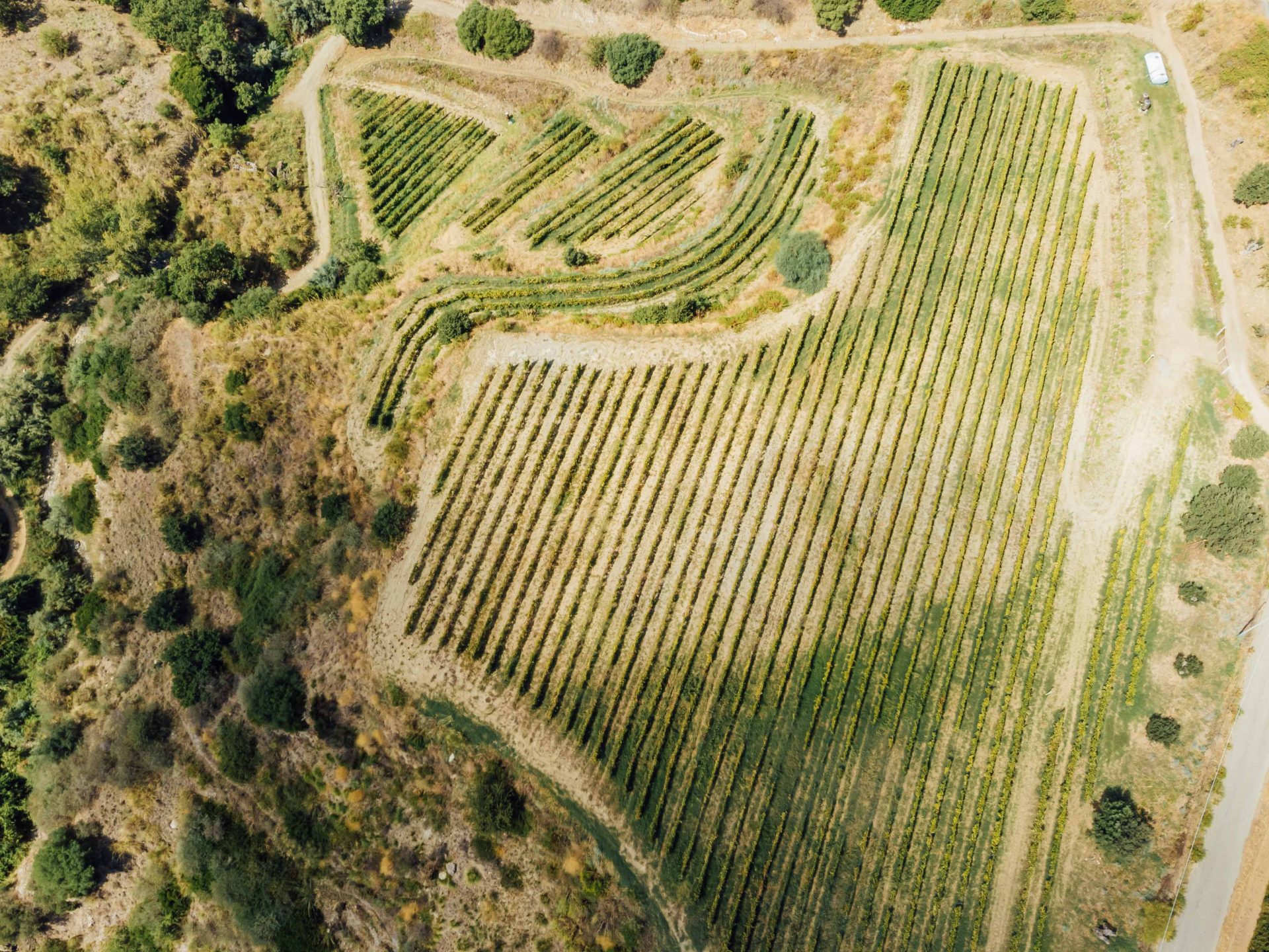 Foto 4 di Azienda Agricola Nesci