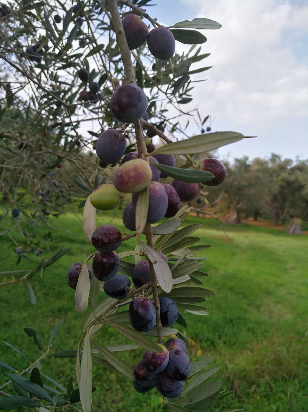 Foto 5 di Frantoio Foti