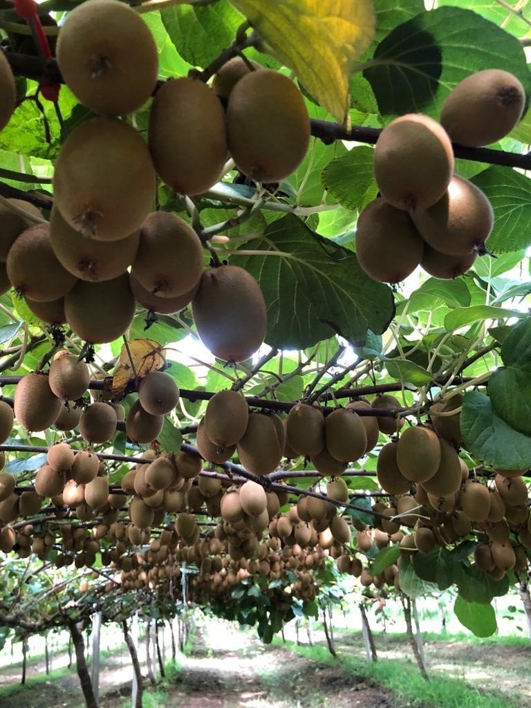 Foto 7 di Fruttibio
