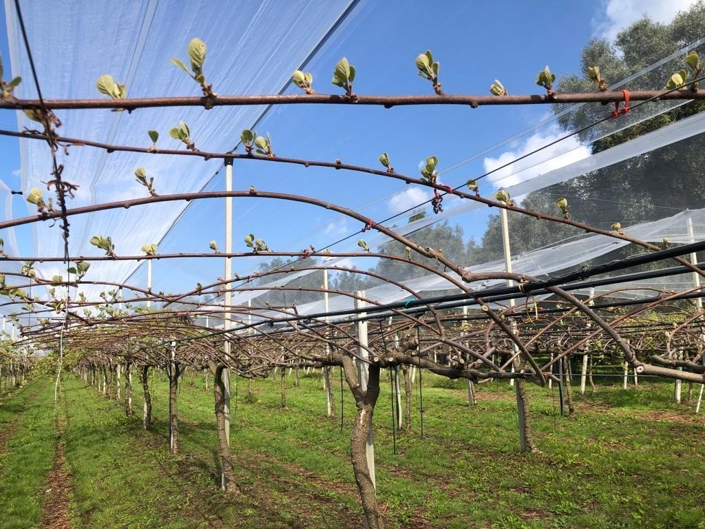 Foto 4 di Fruttibio