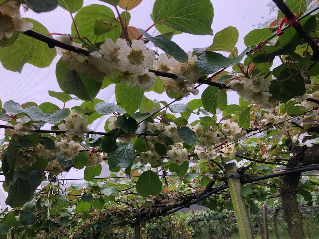 Foto 3 di Fruttibio
