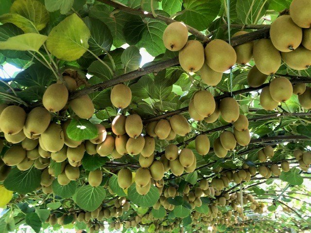 Foto 14 di Fruttibio