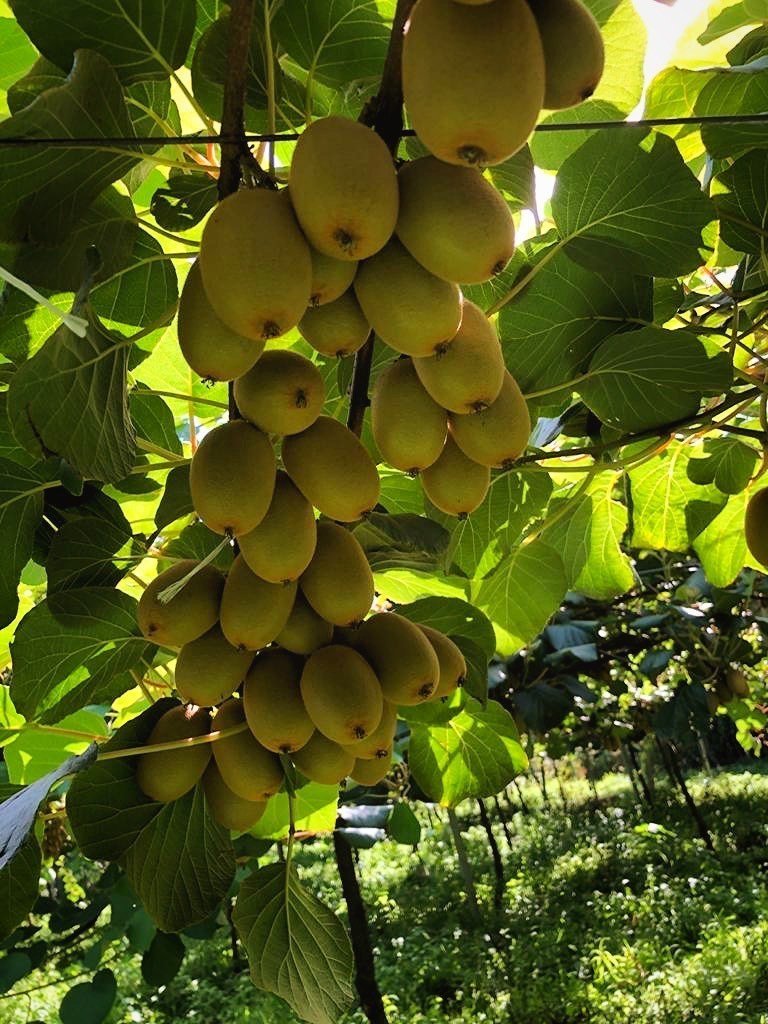 Foto 12 di Fruttibio