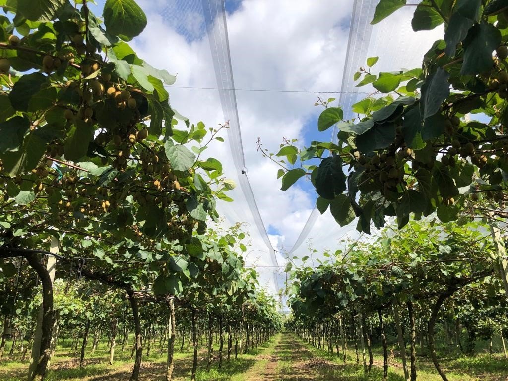 Foto 1 di Fruttibio