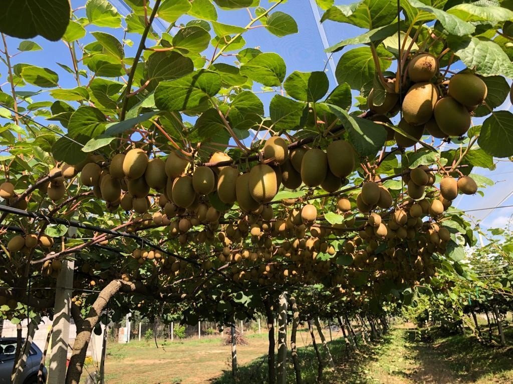 Foto 10 di Fruttibio