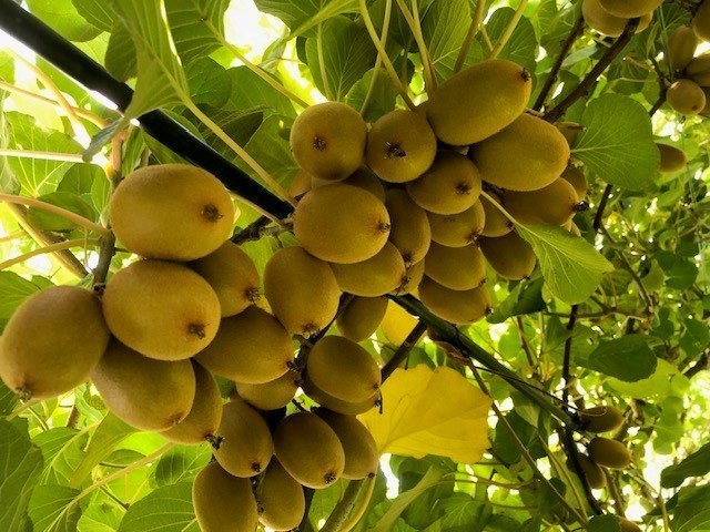Foto 13 di Fruttibio