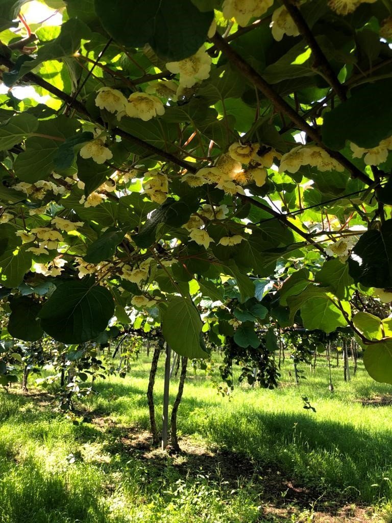 Foto 2 di Fruttibio