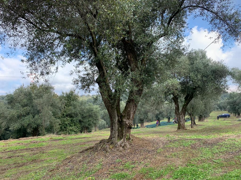 Foto 10 di Eredi di Elvira De Leo