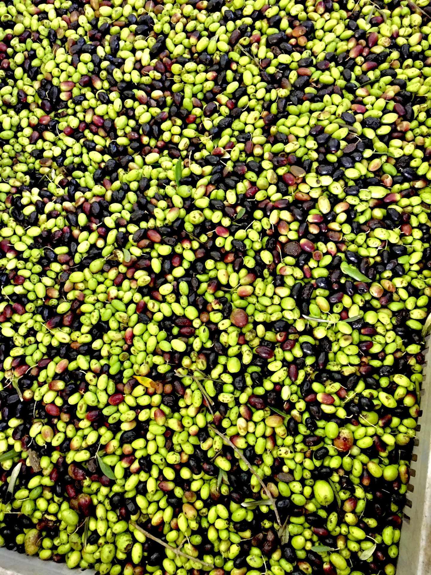 Foto 9 di Eredi di Elvira De Leo