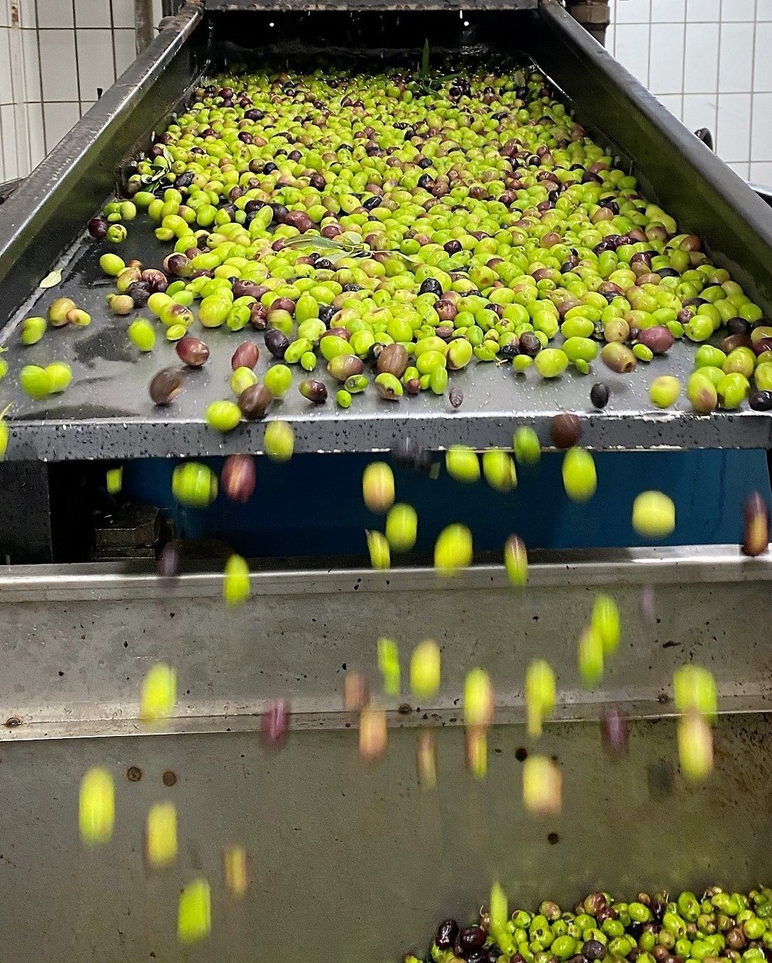 Foto 5 di Azienda Agricola Minniti