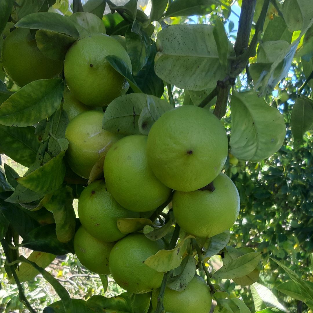 Cassetta Bergamotti Biologici Calabresi - immagine 1
