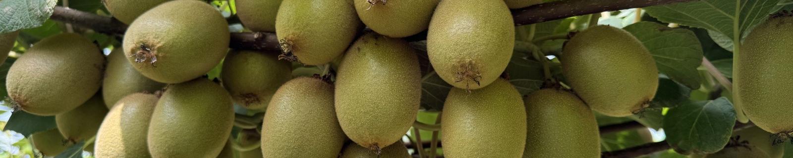 Cover Fruttibio