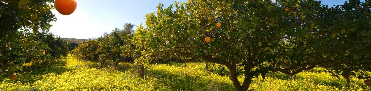 Cover Azienda Agricola Francesco Romeo