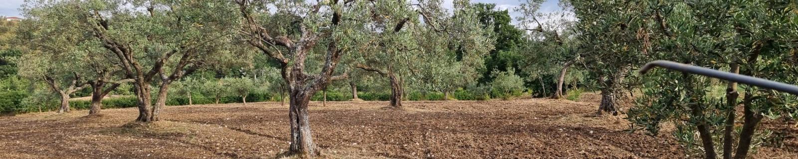 Cover OSC Agricola