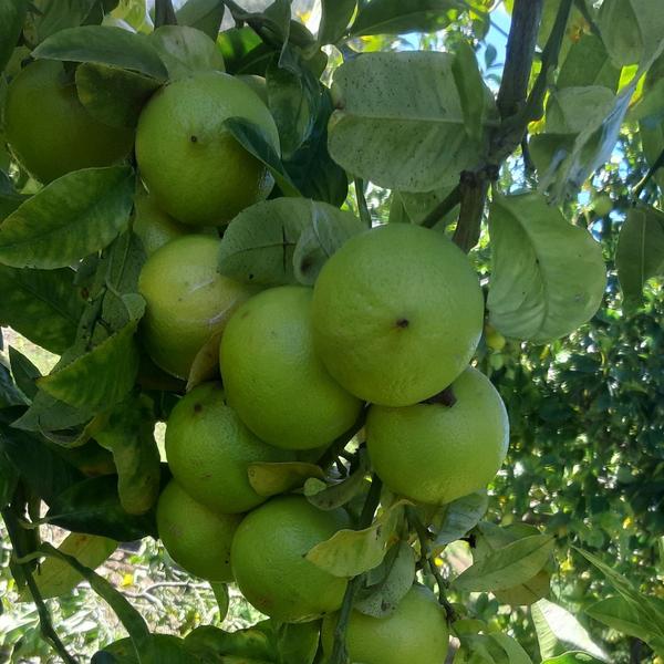 Cassetta Bergamotti Biologici Calabresi