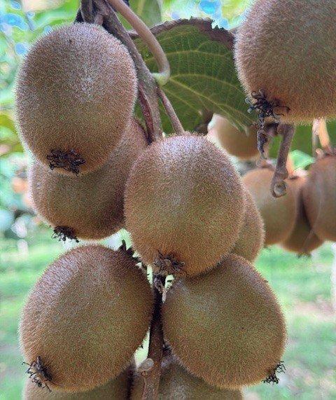 Kiwi Verde Biologico