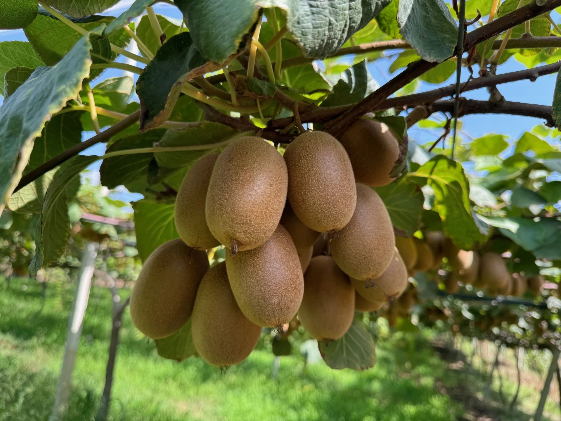 Kiwi Giallo Biologico
