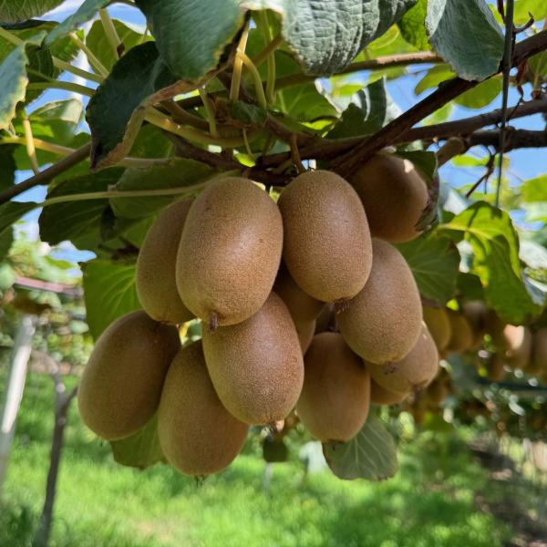 Kiwi Giallo Biologico