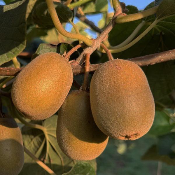 Kiwi Rosso Biologico