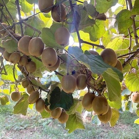 Kiwi verde